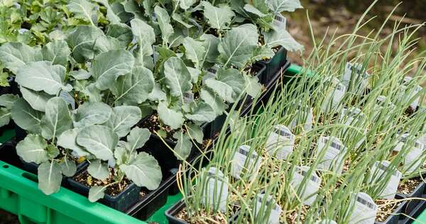 Agricultura sostenible con biotecnología en la finca familiar