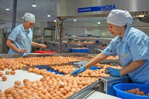 Producción de huevos será abundante para Semana Santa, según Avipar