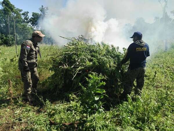 Concepción: reportan destrucción de 60 toneladas de marihuana en plantaciones - Policiales - ABC Color