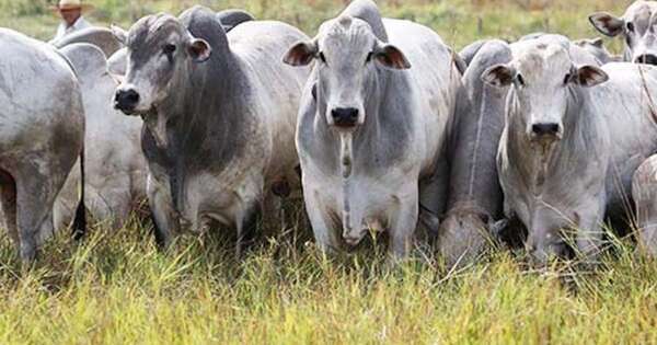 La Nación / El Instituto Paraguayo de la Carne perjudicará al productor ganadero