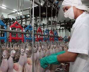 Exportación del sector avícola ingresó un 20% más de divisas - Negocios - ABC Color