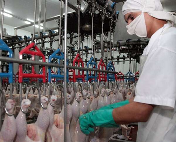 Exportación del sector avícola ingresó un 20% más de divisas - Negocios - ABC Color