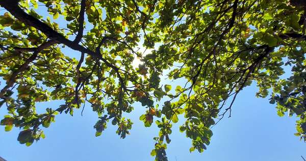 La Nación / Previa del otoño: semana arranca con ambiente fresco a cálido