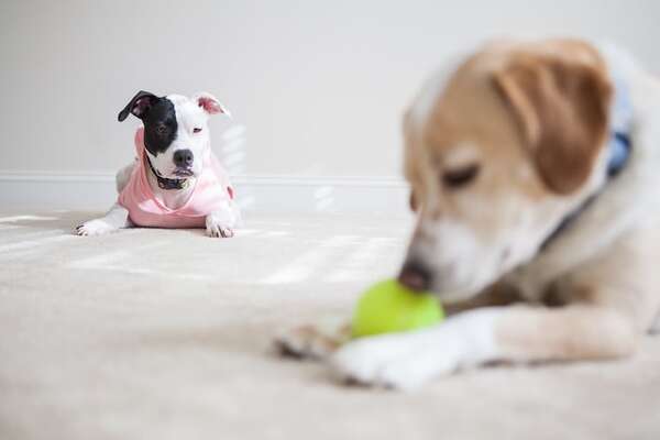 ¿Los perros pueden sentir celos?: la ciencia responde - Mascotas - ABC Color