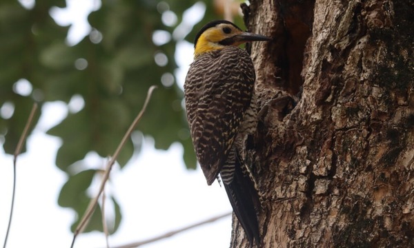 Los huecos en los árboles y su rol para las aves y la biodiversidad