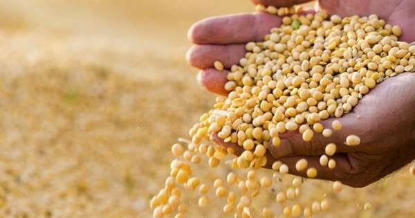 La Nación / Paraguay avanza con negociaciones para retomar envíos de soja a Taiwán tras 11 años