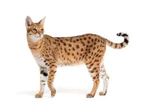 Gatos domésticos que parecen mini leopardos: razas majestuosas en casa - Mascotas - ABC Color