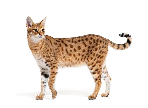 Gatos domésticos que parecen mini leopardos: razas majestuosas en casa - Mascotas - ABC Color