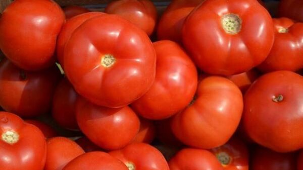 Precios del tomate, queso y huevo siguen con tendencia alcista
