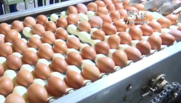 Precios del huevo siguen altos de cara a Semana Santa - SNT
