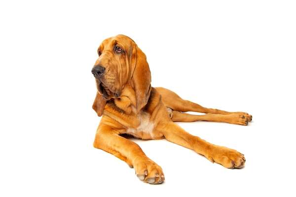 Estas razas de perros tienen orejas muy grandes y una sorprendente audición - Mascotas - ABC Color