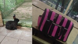 ¡El colmo! Delincuentes roban hasta un conejo