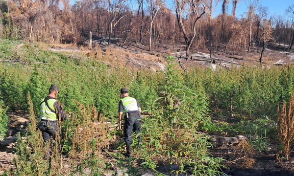 Operativo 'Iterictus III' Desmantela Plantaciones de Marihuana en Caaguazú - OviedoPress