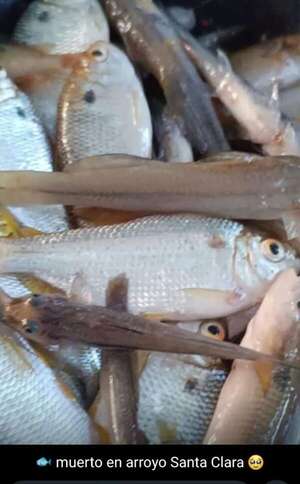 Mortandad de peces en arroyo Santa Clara: pobladores piden intervención del Mades - Nacionales - ABC Color