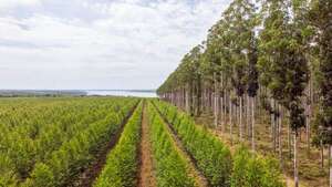 El sector forestal tiene una segunda oportunidad - ABC Campo - ABC Color