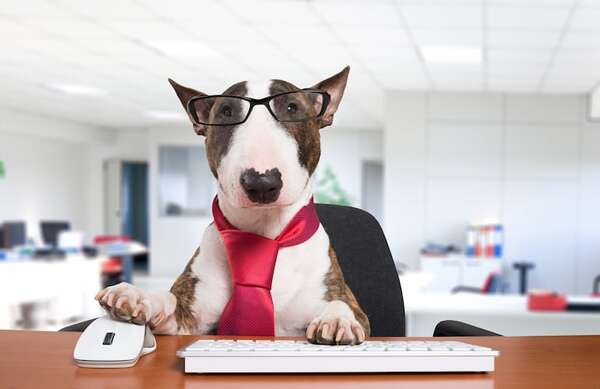 Perros y gatos en la oficina: beneficios y consejos para una convivencia positiva - Mascotas - ABC Color