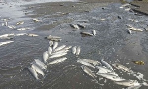 Pobladores de Paso Yobái, exigen intervención del Mades por mortandad de peces en arroyo Santa Clara - OviedoPress
