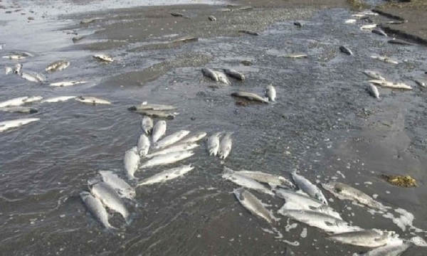Pobladores de Paso Yobái, exigen intervención del Mades por mortandad de peces en arroyo Santa Clara - OviedoPress