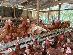 Incremento de demanda de Gallinas Ponedoras y nuevas oportunidades - 1000 Noticias