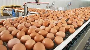 Avipar asegura que la producción de huevos será abundante para Semana Santa