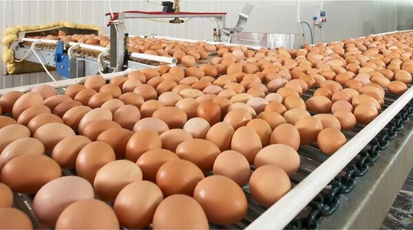Avipar asegura que la producción de huevos será abundante para Semana Santa
