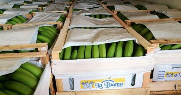La Nación / Sector bananero trabajará en nuevo plan estratégico