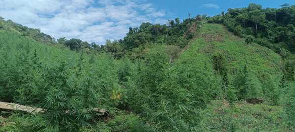 Paraguay y Brasil anularon 656 toneladas de marihuana en 7 días