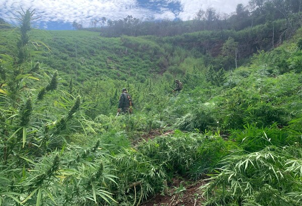 Paraguay y Brasil anulan 656 toneladas, con pérdida de USD 19,6 millones al narcotráfico - .::Agencia IP::.