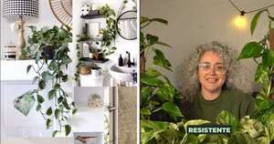 La Nación / Esta es la planta recomendada para quienes no saben cuidarlas