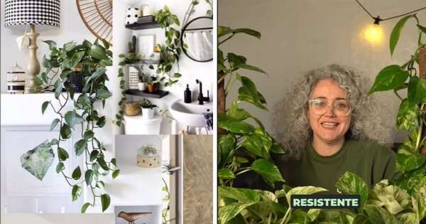 La Nación / Esta es la planta recomendada para quienes no saben cuidarlas