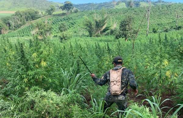 Amambay: Paraguay y Brasil anularon más de 600 toneladas de marihuana en siete días - Nacionales - ABC Color
