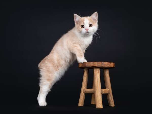 Te sorprenderán estos gatos de cola, orejas o pelaje peculiar - Mascotas - ABC Color