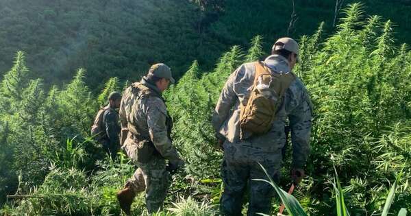 Diario HOY | Paraguay y Brasil anulan 656 toneladas de marihuana