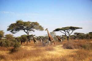 Safari en África: los mejores parques nacionales para ver la vida salvaje - Viajes - ABC Color
