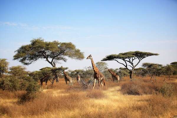 Safari en África: los mejores parques nacionales para ver la vida salvaje - Viajes - ABC Color