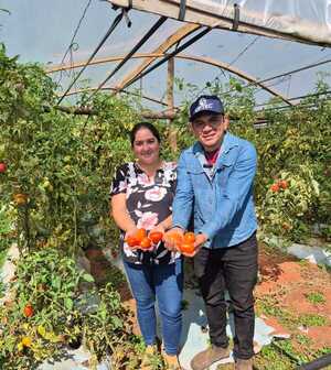 Hambre Cero suma demanda de hasta 60 toneladas de tomate por día, lo que asegura buen precio para productores - .::Agencia IP::.