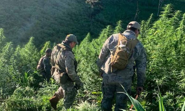 Paraguay y Brasil anulan 656 toneladas de marihuana – Prensa 5
