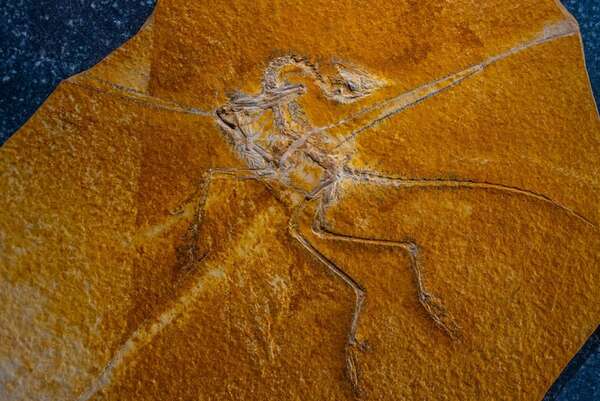 Cerebro grande y cinesis craneal: claves de la evolución de las aves modernas - Ciencia - ABC Color