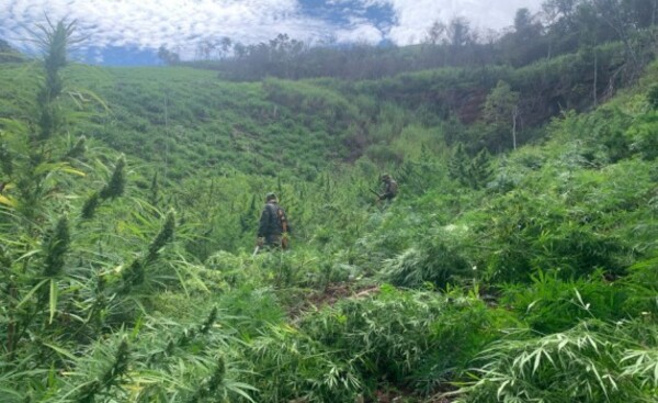 Anulan 656 toneladas de marihuana, con pérdida de USD 19,6 millones