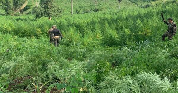 La Nación / Nuevo operativo antidrogas con Brasil destruye 656 toneladas de marihuana