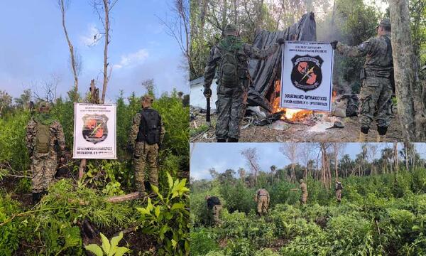 Destruyen 23 hectáreas de marihuana en la Colonia Guayakí Cua de Caaguazú – Prensa 5