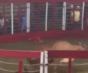 Castigarán a organizadores de corrida de toro en fiesta patronal