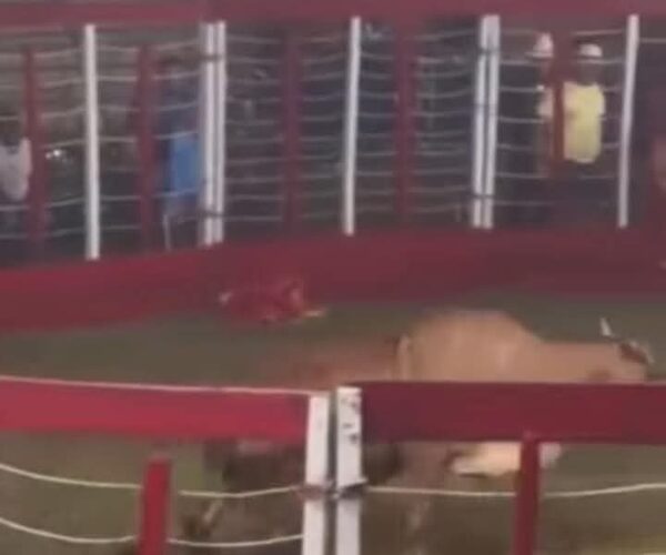 Castigarán a organizadores de corrida de toro en fiesta patronal