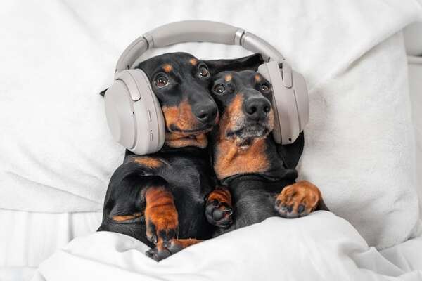 La playlist perfecta para tu mascota: cómo la música afecta su comportamiento - Mascotas - ABC Color