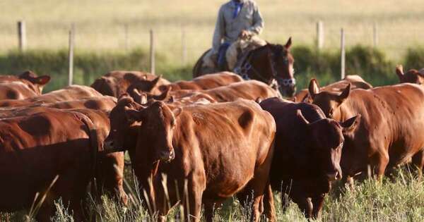 La Nación / Levantan prohibición de importación de animales y productos del mercado alemán