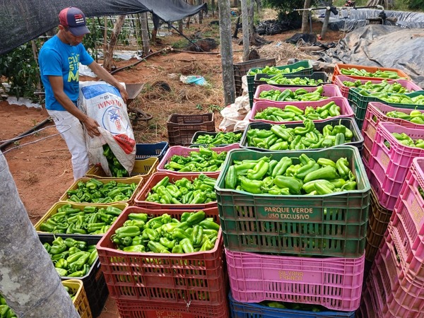 Productores de Canindeyú se integran a la provisión de alimentos para escuela - ADN Digital