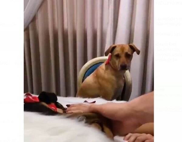 (VIDEO). En Hernandarias ofrecen un peculiar servicio funerario para perros y gatos