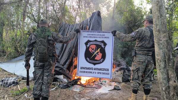 Operativo Interictus III: destruyen 16 hectáreas de cultivos de marihuana en Caaguazú - Policiales - ABC Color