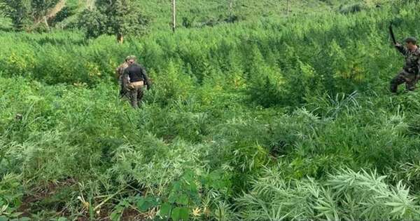 La Nación / Destruyen 656 toneladas de marihuana en Amambay