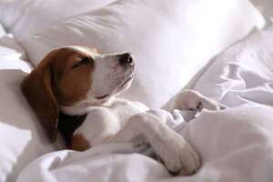 El mejor tipo de cama para perros y gatos según su edad y tamaño - Mascotas - ABC Color